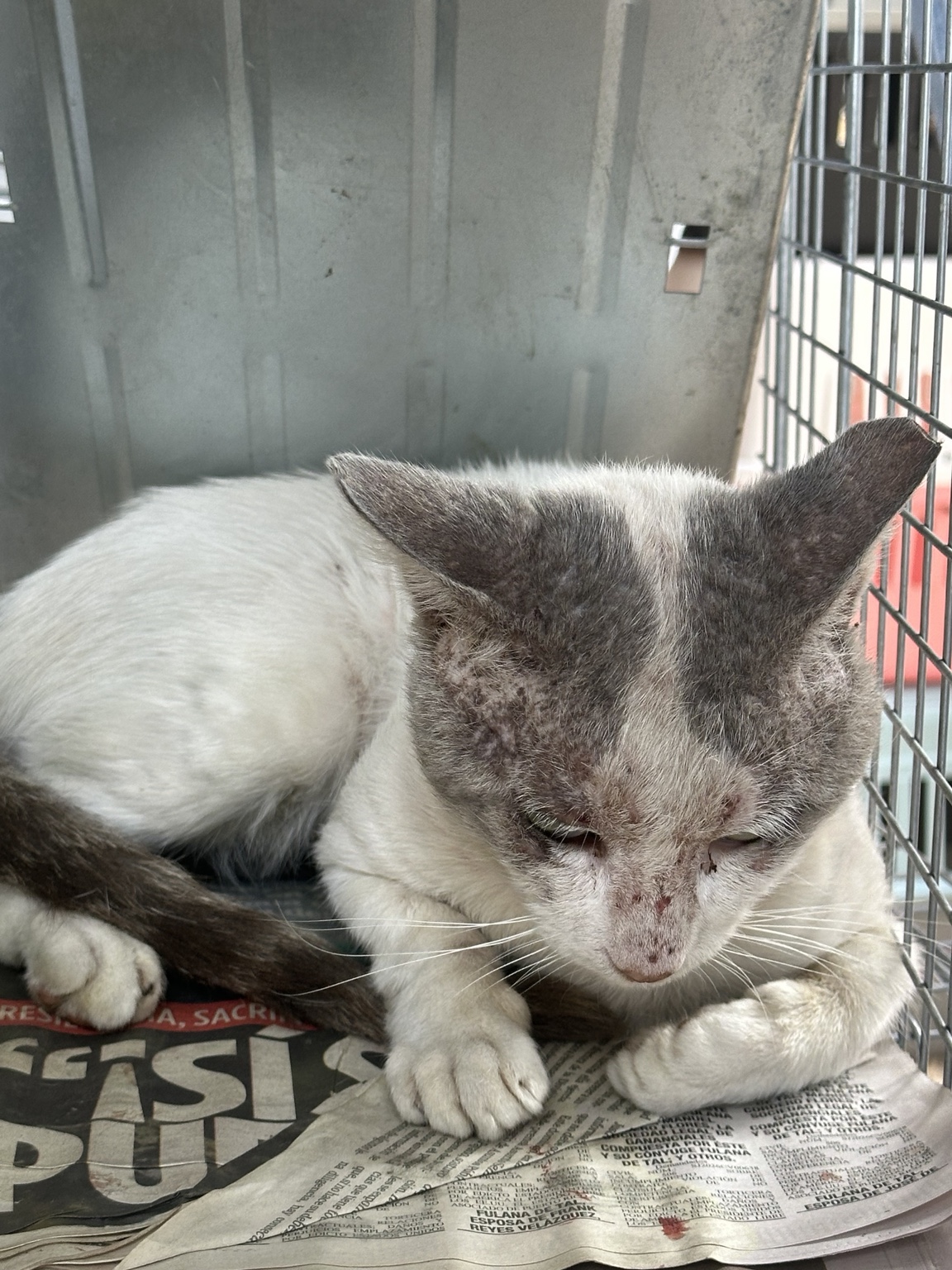Gato rescatado bajo cuidado